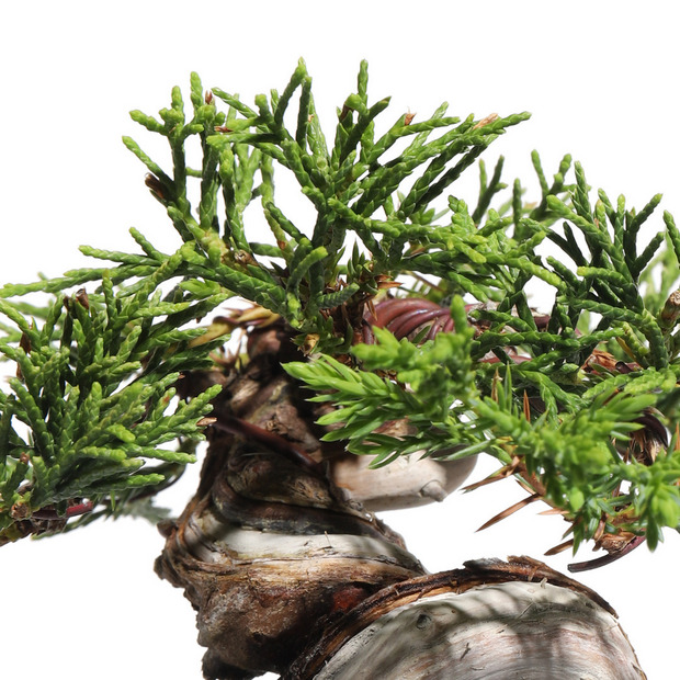 真柏 -Japanese Juniper- (推定樹齢20年)-M0016- 詳細画像